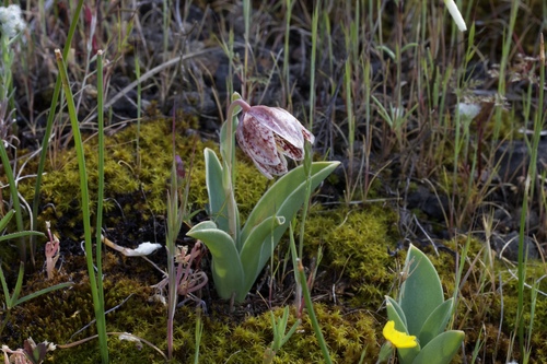 Purdy's fritillary (Fritillaria purdyi)