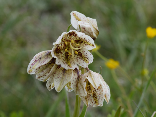 Purdy's fritillary (Fritillaria purdyi)