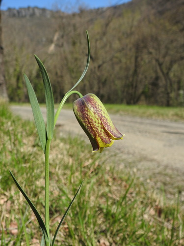 Fritillaria pyrenaica (Fritillaria pyrenaica)