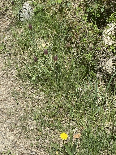 Fritillaria pyrenaica (Fritillaria pyrenaica)