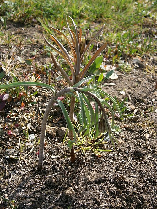 Fritillaria pyrenaica: Fritillaria pyrenaica buds in cultivation