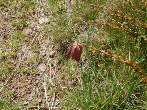 Fritillaria pyrenaica (Fritillaria pyrenaica)