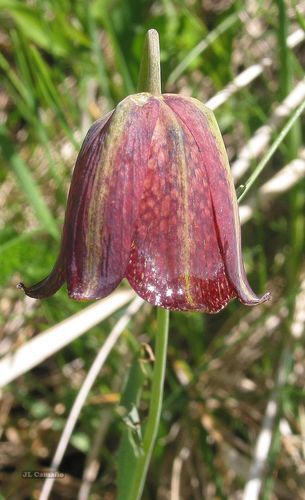 Fritillaria pyrenaica (Fritillaria pyrenaica)