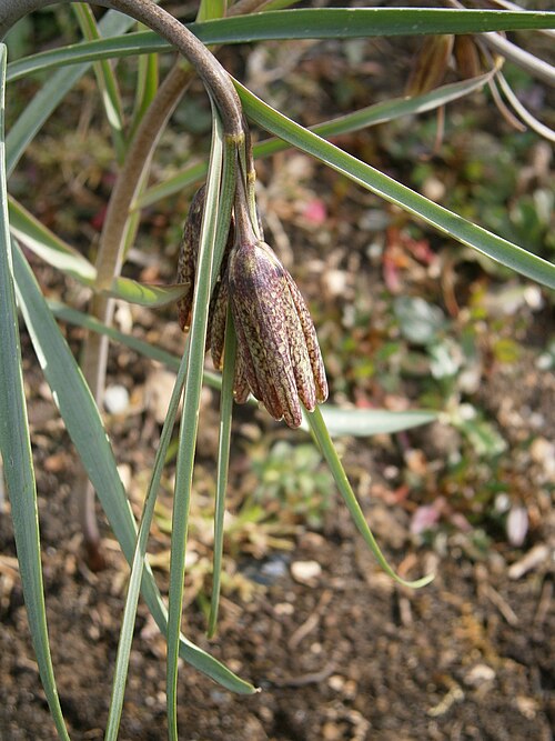 Fritillaria pyrenaica: Fritillaria nigra opening