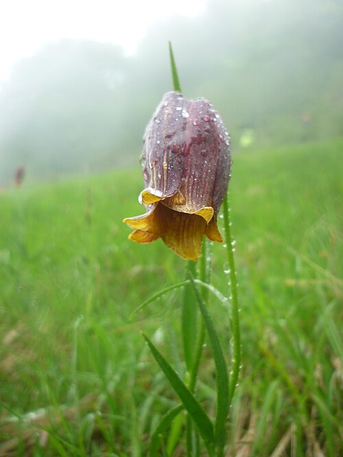 Fritillaria pyrenaica: Fritillaria pyrenaica, Fritillaria nigra Mill., Fritillaire des Pyrénées, plante au printemps, Ariège
