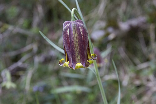 Fritillaria pyrenaica: Pyrenean fritillary