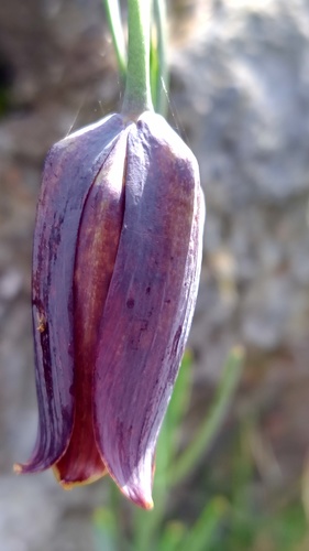 Fritillaria pyrenaica (Fritillaria pyrenaica)