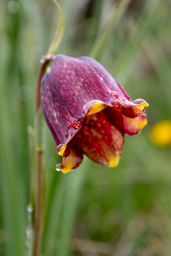 Fritillaria pyrenaica (Fritillaria pyrenaica)