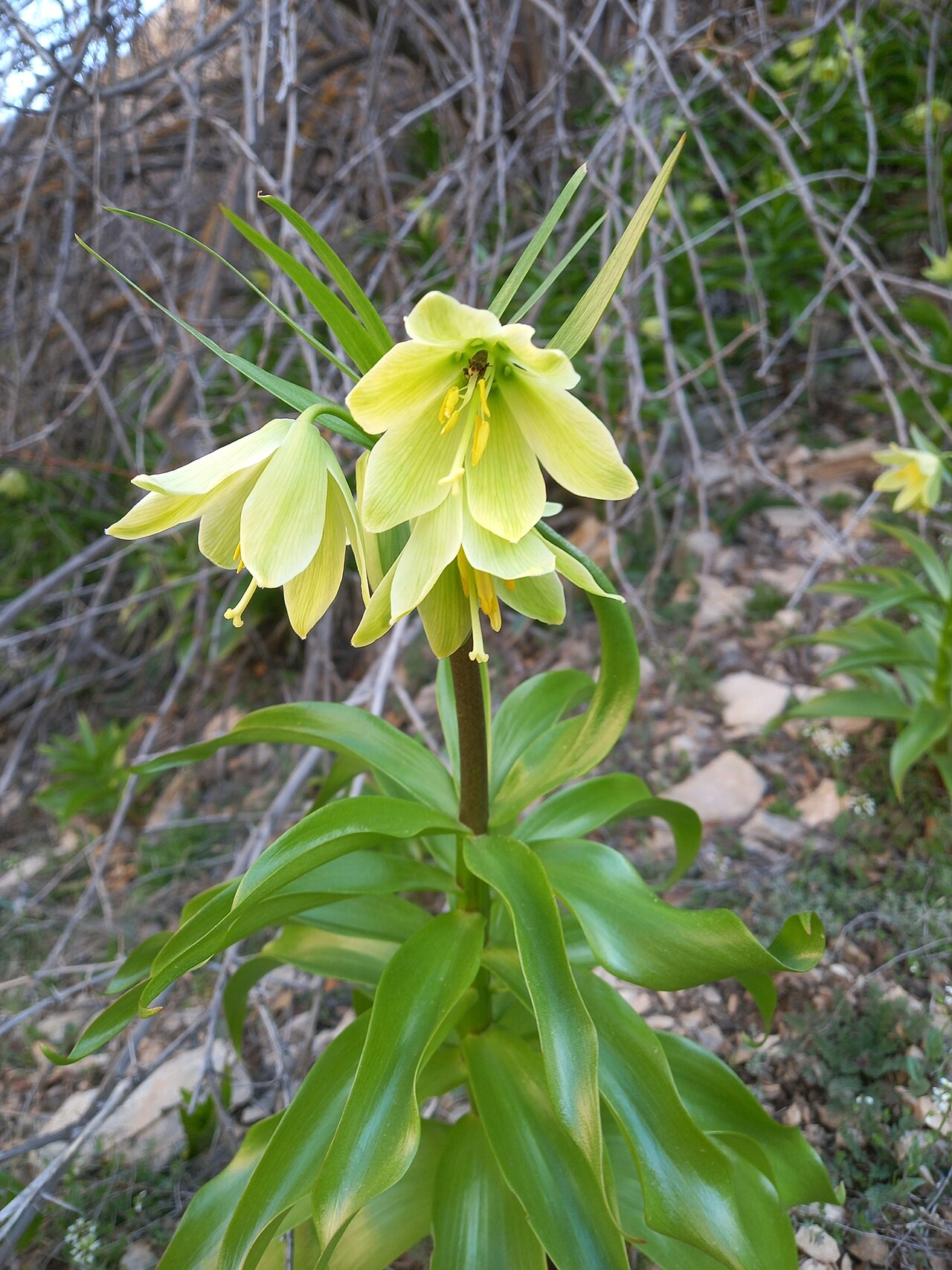 Fritillaria raddeana: Fritillaria raddeana — Field observation from Shahrud, IR-SM, IR, Iran. Collected by موسی مزینانیان Mousa Mazinanian (2024-03-23). Recorded in GBIF occurrence 4