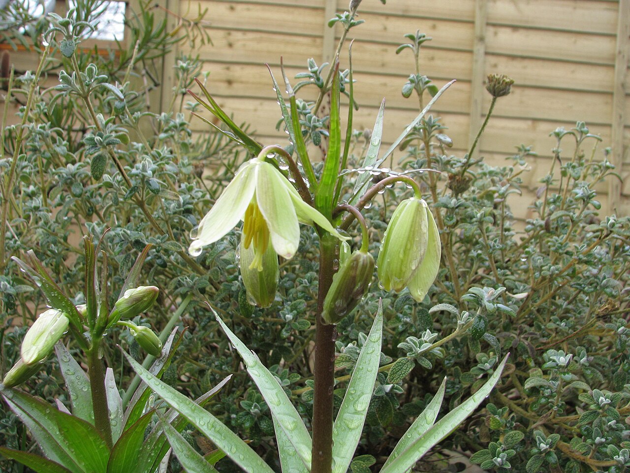 Fritillaria raddeana: Fritillaria raddeana
