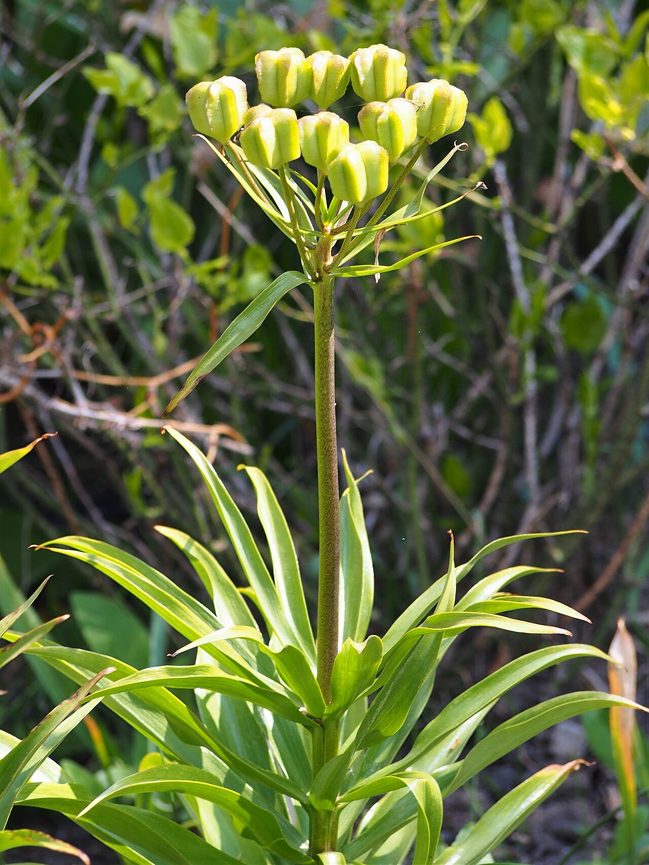 Fritillaria raddeana: Fritillaria raddeana cultivated in Wrocław University Botanical Garden, Wrocław, Poland.