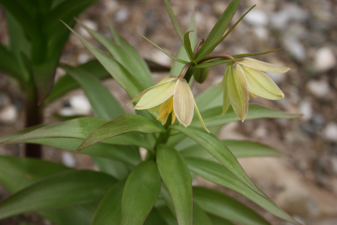 Fritillaria raddeana: Fritillaria raddeana : Flowers
