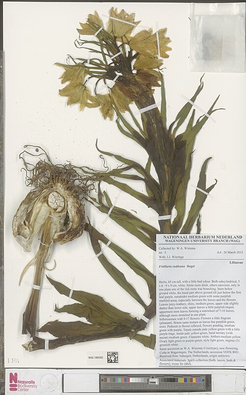 Fritillaria raddeana: Fritillaria raddeana Regel 2517894931