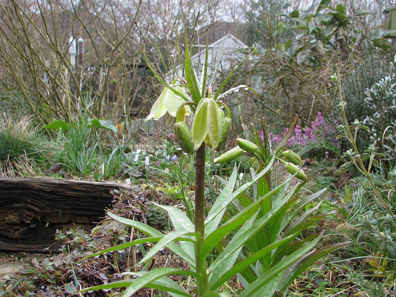 Fritillaria raddeana: A lovely species. This raised bed has been fairly successful with other 'easy' Fritillary species (pallidiflora, pyrenaica, pontica for example) so i'm quietly