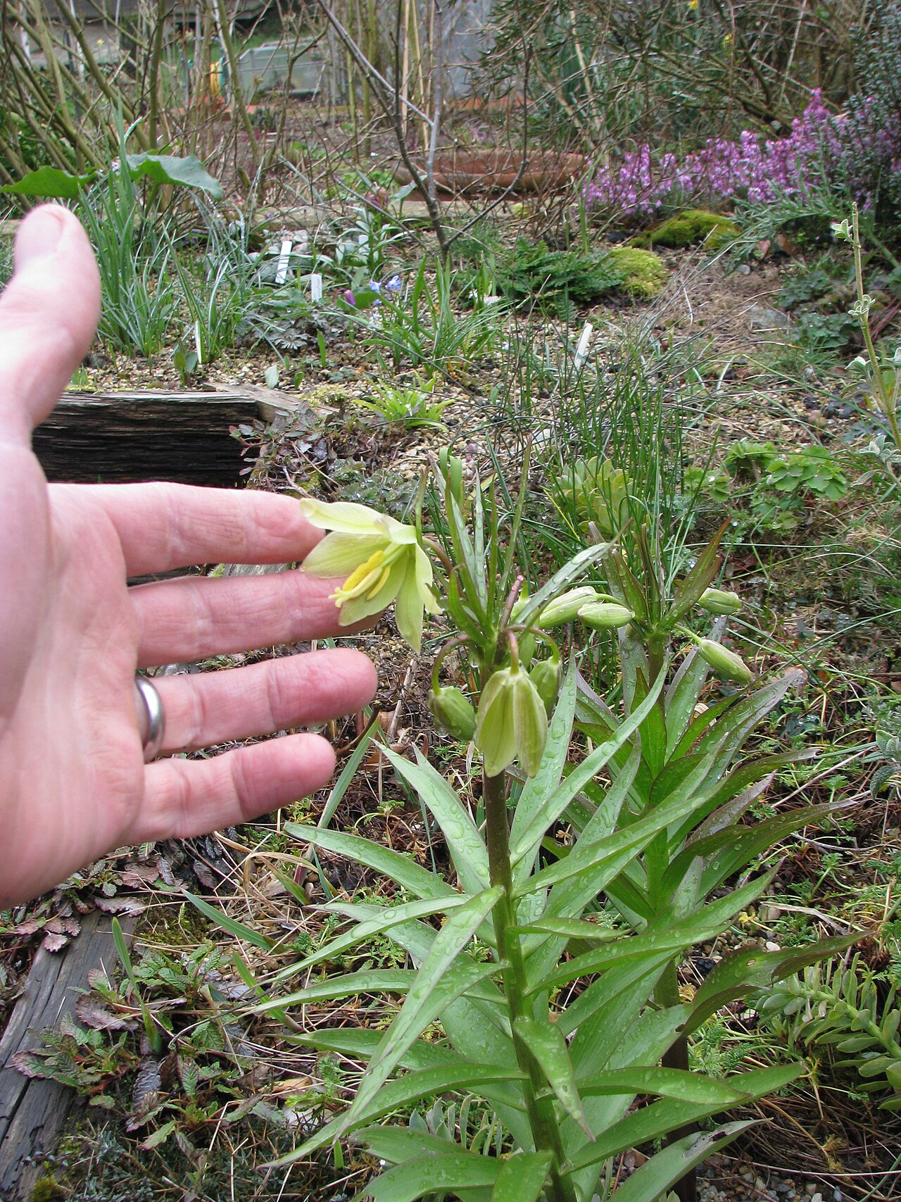 Fritillaria raddeana (Fritillaria raddeana)