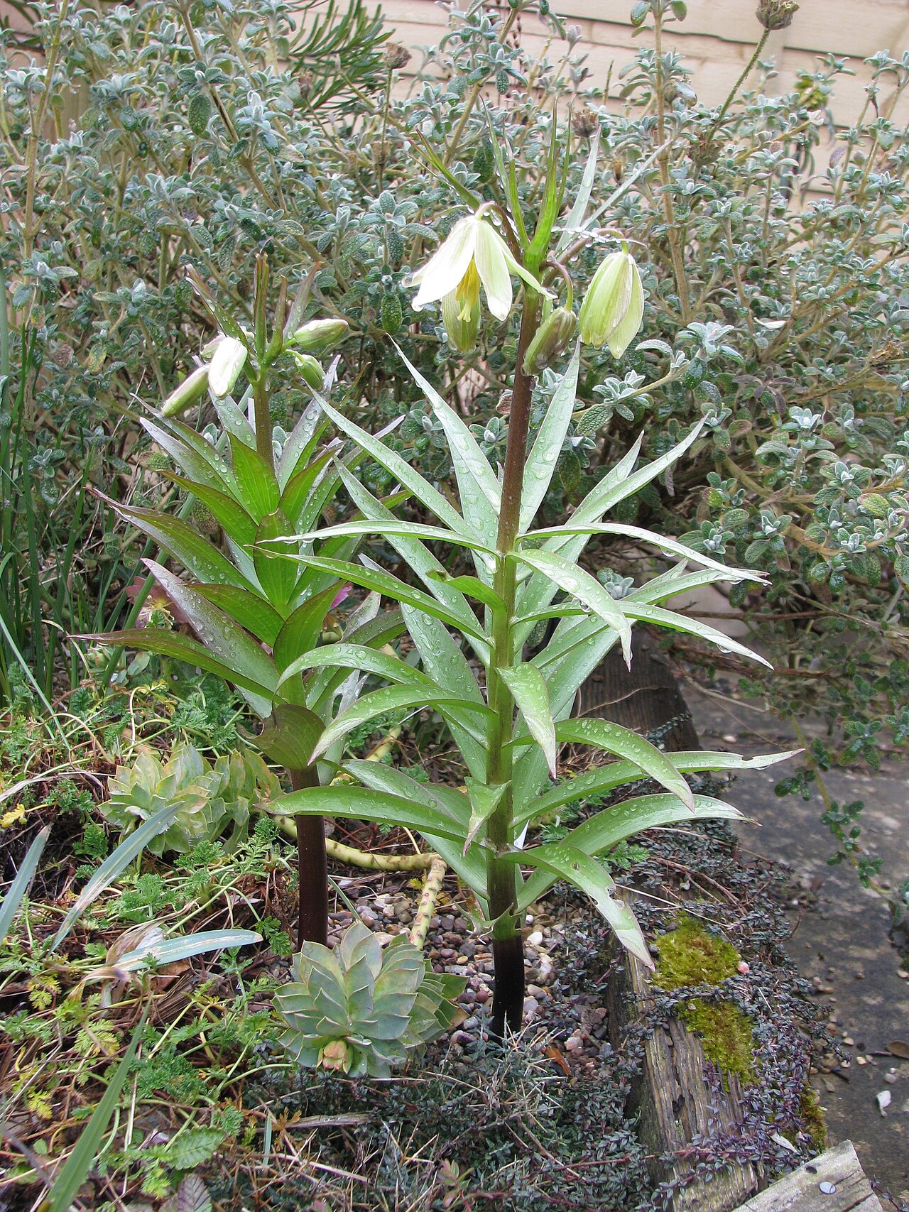 Fritillaria raddeana: A much smaller relative of the famous Crown Imperial. It also has a reputation for being more amenable to ordinary Uk garden conditions.