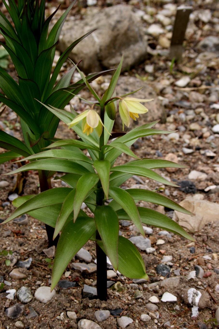 Fritillaria raddeana: Fritillaria raddeana : Habitus