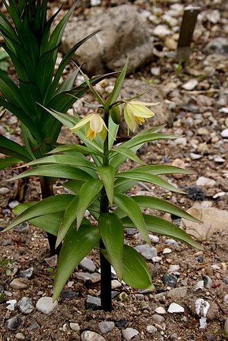 Fritillaria raddeana: Fritillaria raddeana : Habitus
