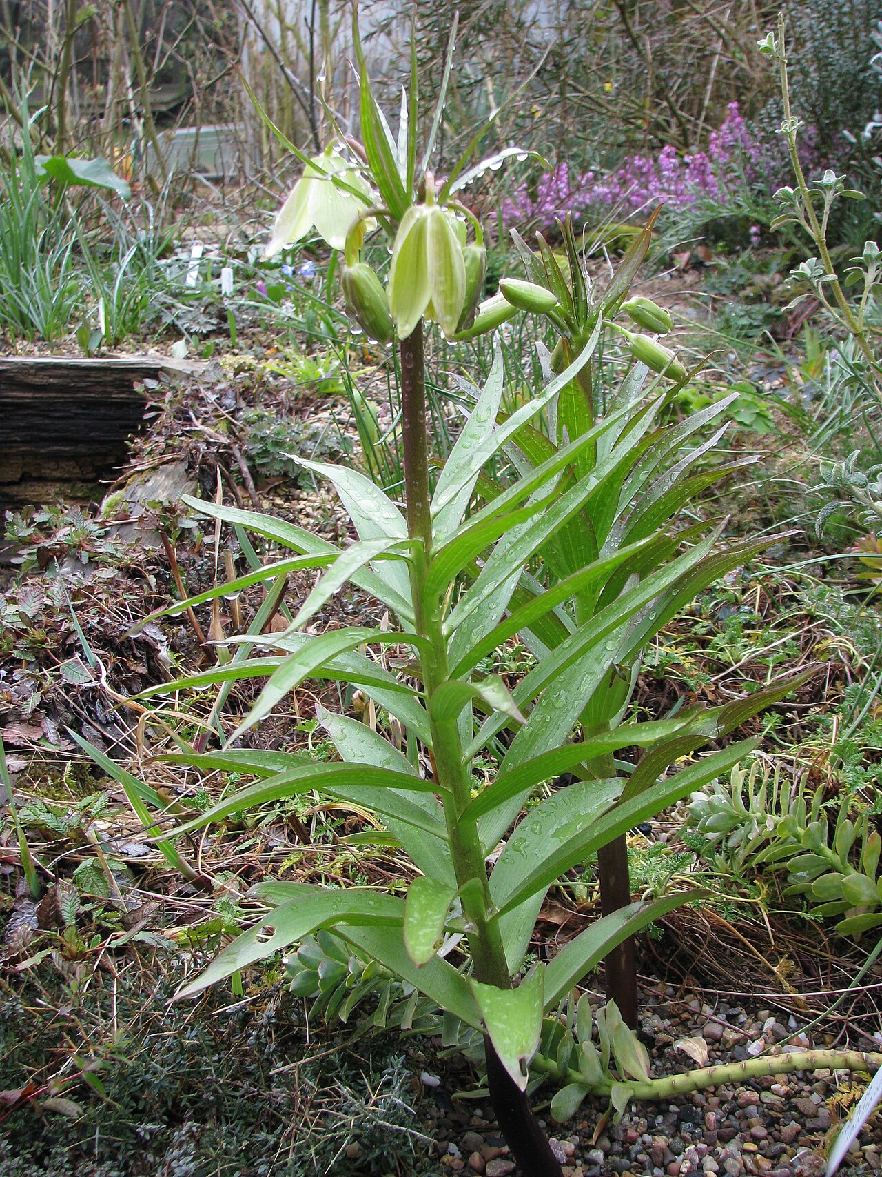 Fritillaria raddeana: I can take no credit for raising these gorgeous plants. The bulbs were bought from Paul Christian's Rare Plants last autumn. I do feel fairly chuffed about them