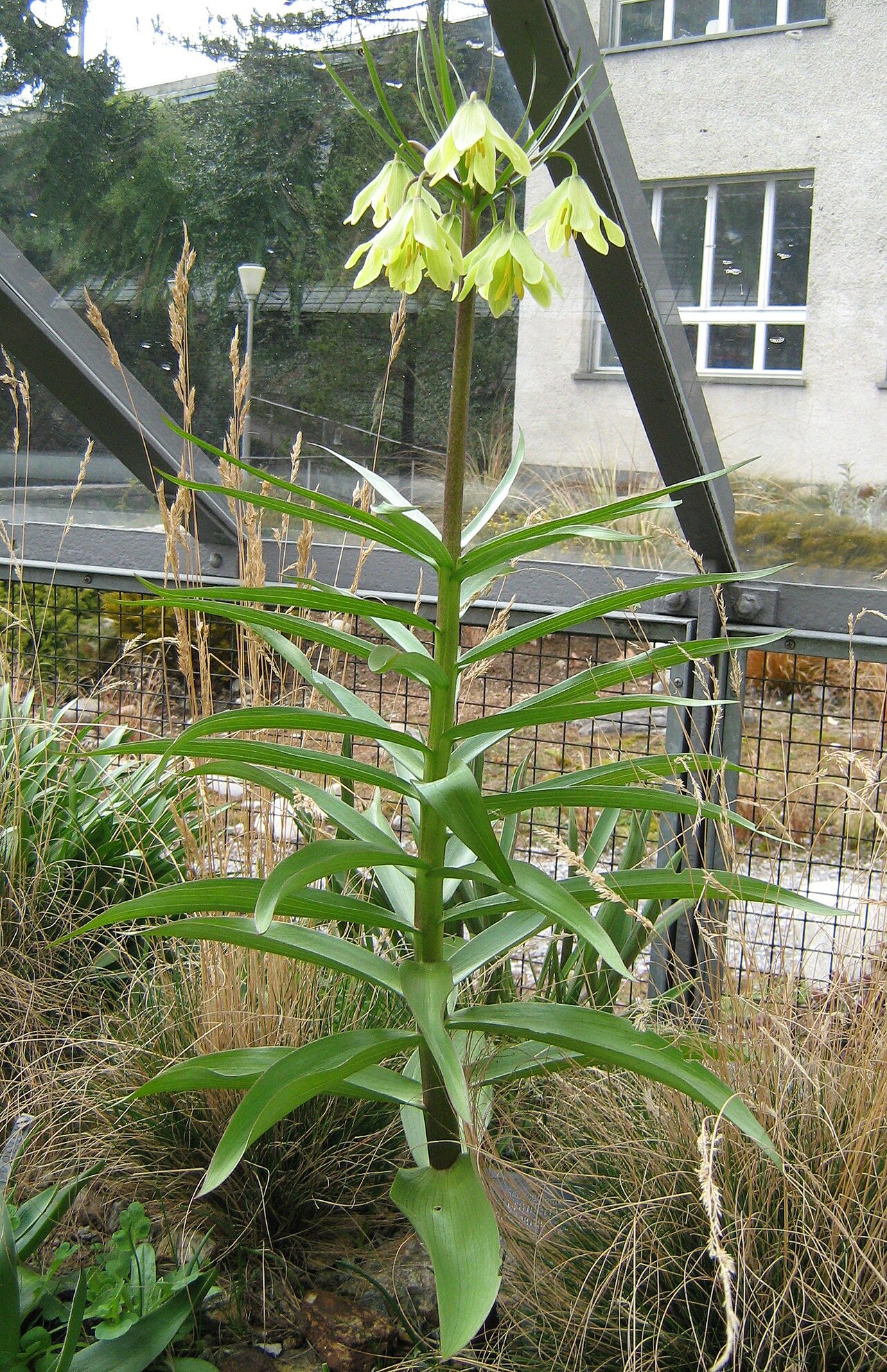 Fritillaria raddeana: Fritillaria raddeana in the botanic garden of Berne