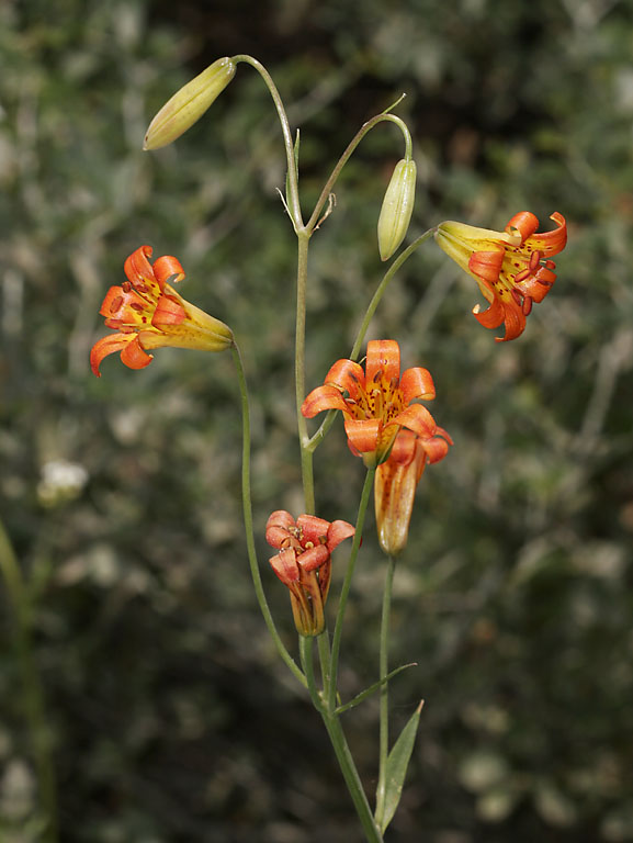 Scarlet fritillary: Fritillaria recurva — Scarlet fritillary. At Fresno Dome of the western Sierra Nevada , in the Sierra National Forest , Madera County, California.