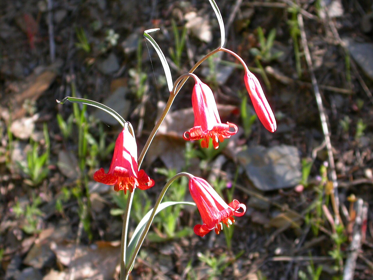 Scarlet fritillary: Fritillaria recurva