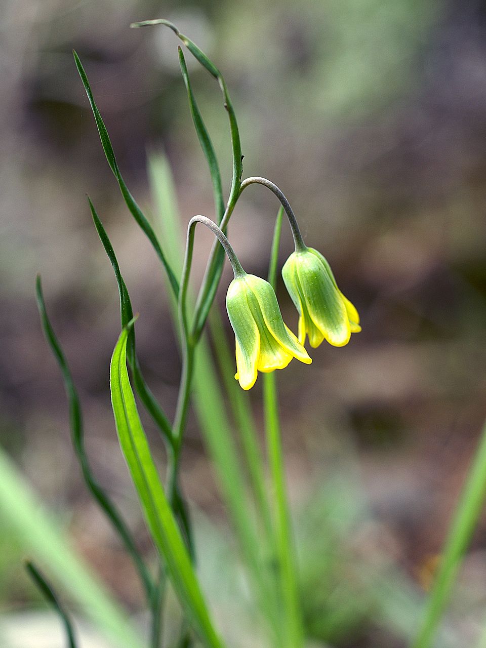 Fritillaria rhodia: Fritillaria rhodia A. Hansen (1969) Description: Fritillaria rhodia - flowers Sources: Rhodes Author: License: GFDL