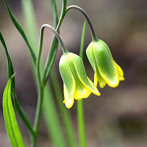 Fritillaria rhodia: Fritillaria rhodia A. Hansen (1969) Description: Fritillaria rhodia - flowers Sources: Rhodes Author: License: GFDL
