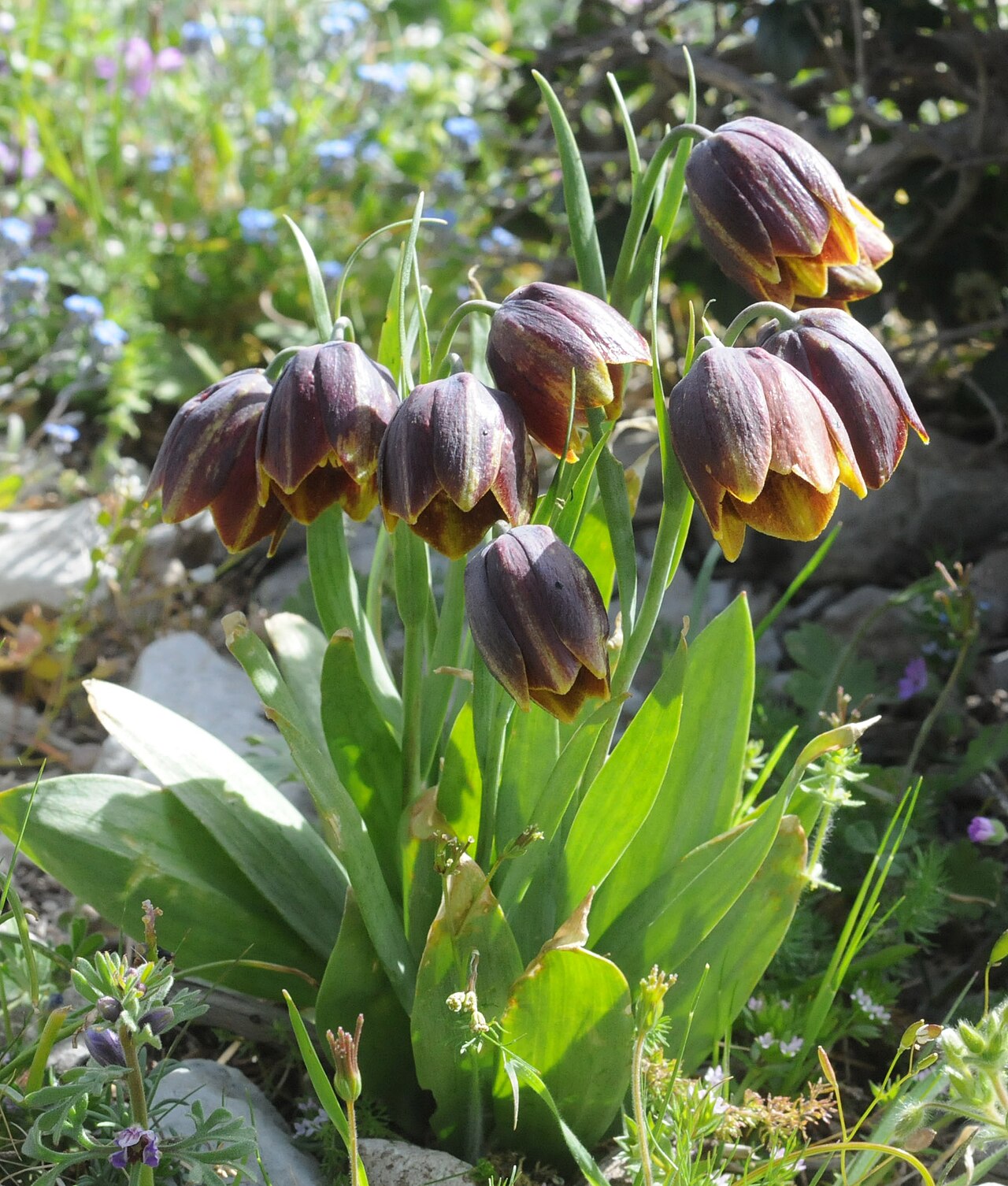 Fritillaria rhodocanakis: Mont Didyma Péloponnèse Grèce