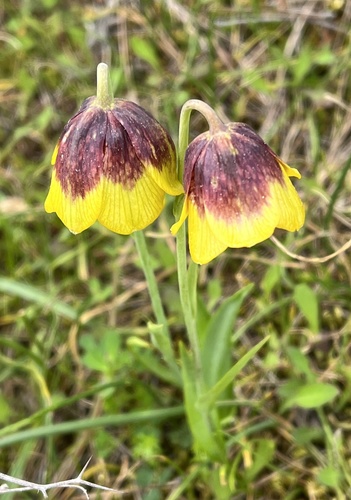 Fritillaria rhodocanakis (Fritillaria rhodocanakis)