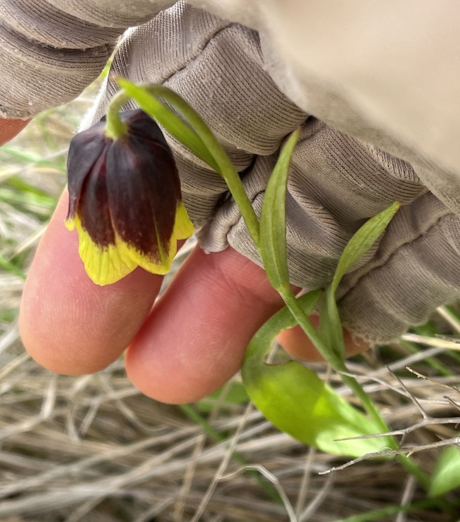 Fritillaria rhodocanakis (Fritillaria rhodocanakis)