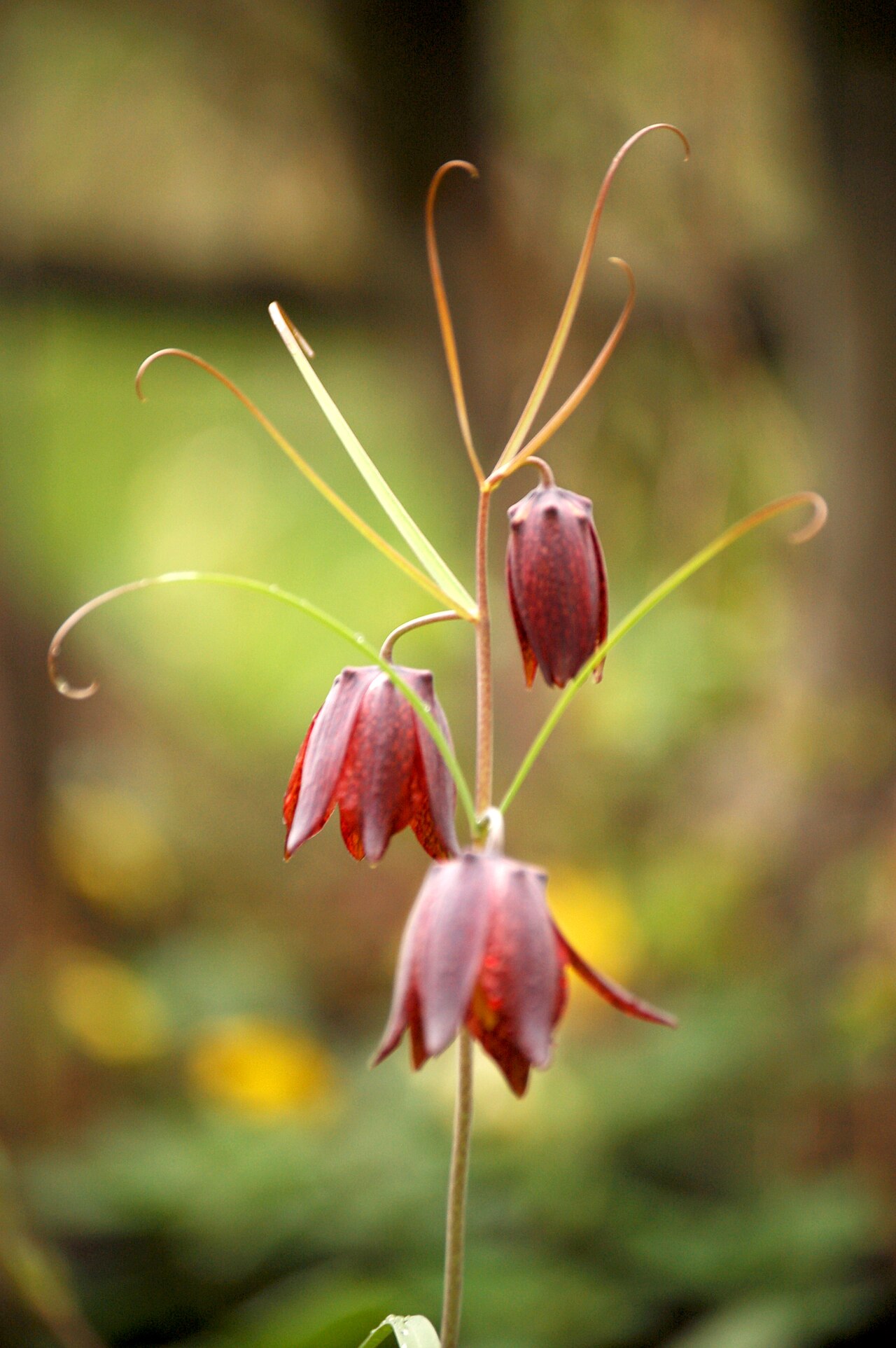 Fritillaria ruthenica: Нагольний кряж , Свердловський район, Матвіївська с/р