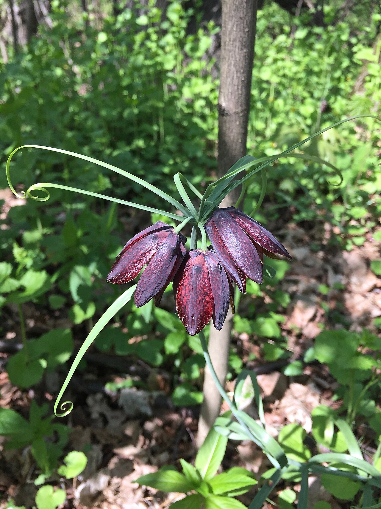 Fritillaria ruthenica: Moscow area, Serpukhovo region, close to Nikiforovo village