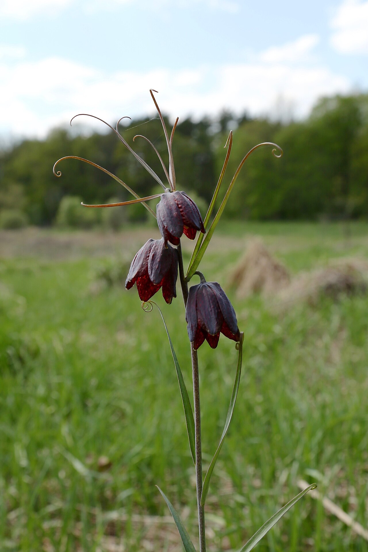 Fritillaria ruthenica: Moscow area, Serpukhovo region, close to Nikiforovo village