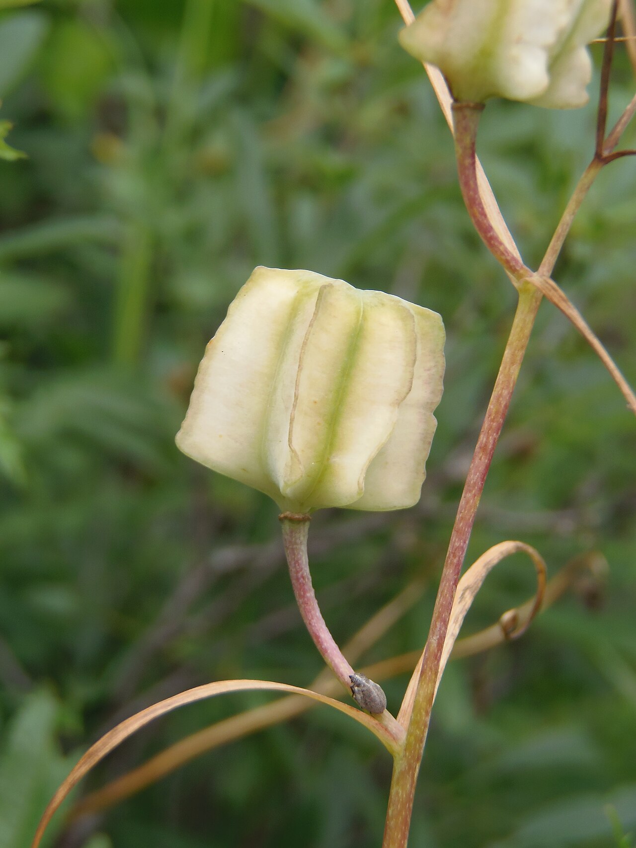 Fritillaria ruthenica: Fritillaria ruthenica fruit. The city of Zaporozhye, the northern part of the island of Khortytsya. The plant is listed in the Red Data Books of several regions