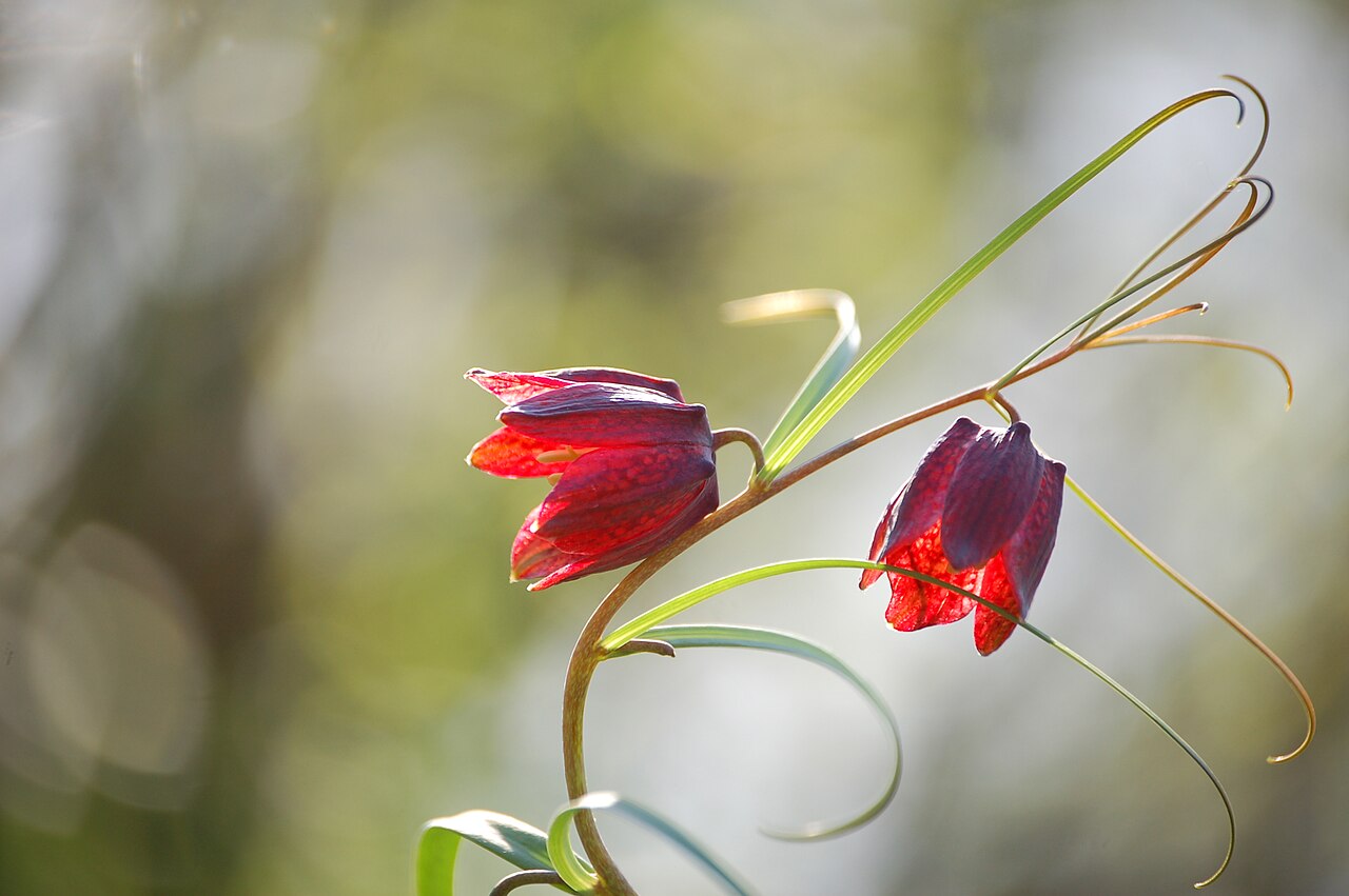 Fritillaria ruthenica: Нагольний кряж , Свердловський район, Матвіївська с/р