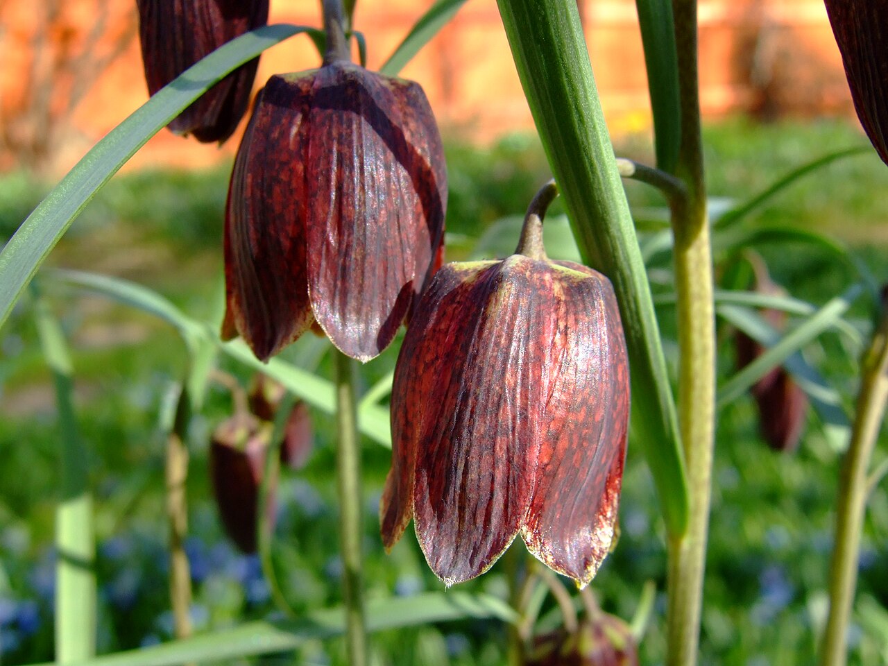 Fritillaria ruthenica: Fritillaria ruthenica