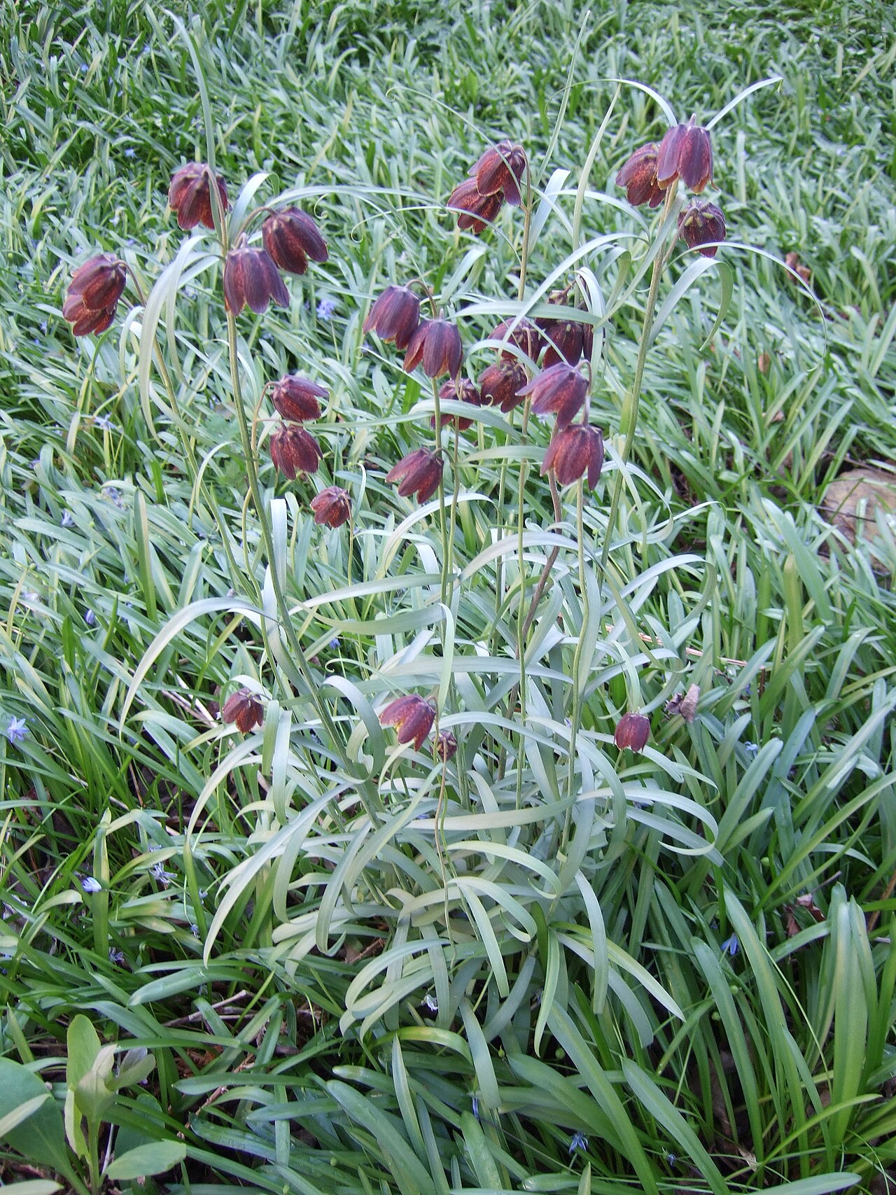 Fritillaria ruthenica: Fritillaria ruthenica