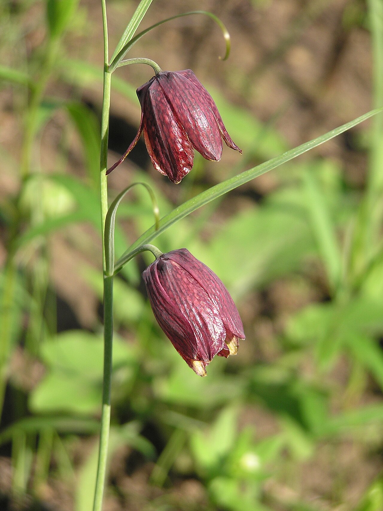 Fritillaria ruthenica: Рябчик русский ( Fritillaria ruthenica Wikstr.), цветки. Местообитание: редкий дубовый лес. Окрестности г. Саратова.