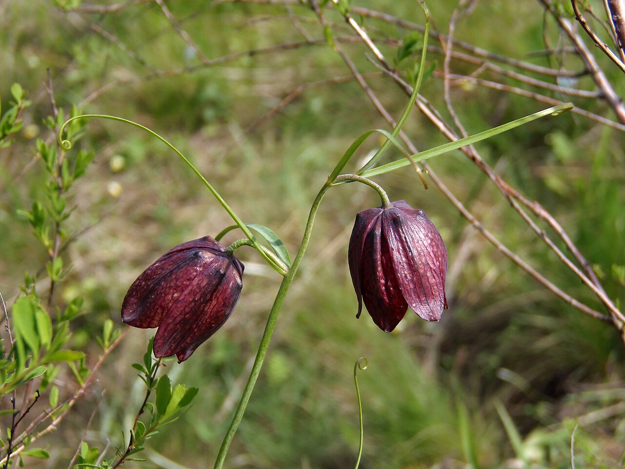 Fritillaria ruthenica: The top of the flowering plant Fritillaria ruthenica. The city of Zaporozhye, the northern part of the island of Khortytsya.