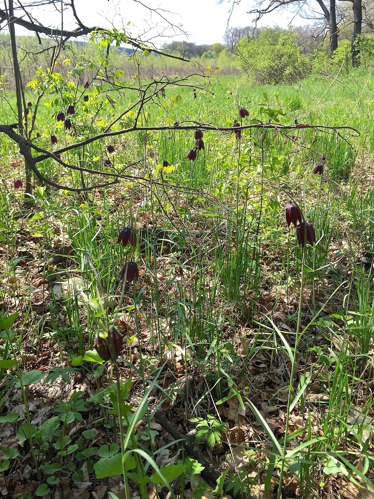 Fritillaria ruthenica: Moscow area, Serpukhovo region, close to Nikiforovo village