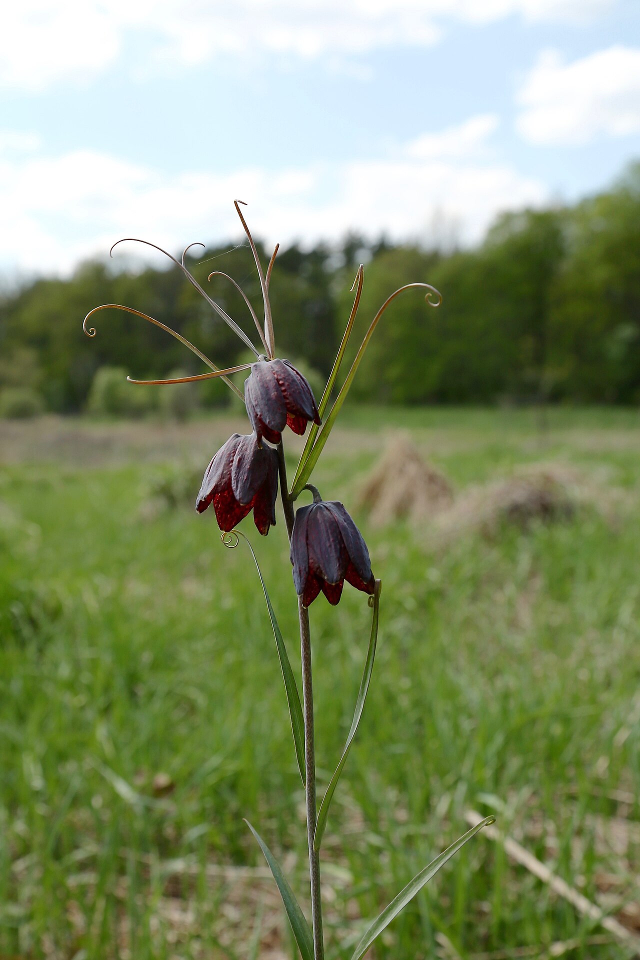 Fritillaria ruthenica: Moscow area, Serpukhovo region, close to Nikiforovo village