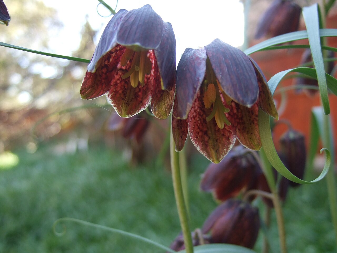 Fritillaria ruthenica: Fritillaria ruthenica
