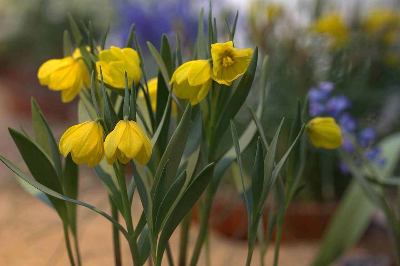 Fritillaria serpenticola: Fritillaria serpenticola in Gothenburg Botanical Garden. Plant id: 1985-0520 p W -- Pasche