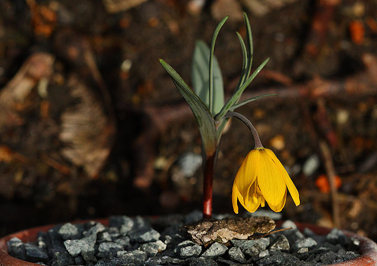 Fritillaria serpenticola: Fritillaria serpenticola