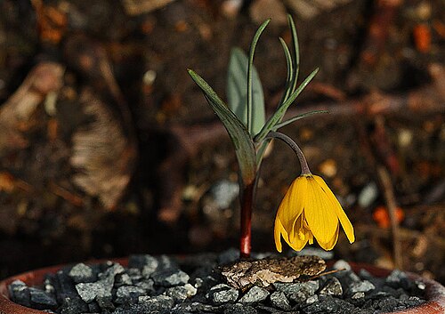Fritillaria serpenticola: Fritillaria serpenticola