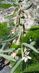 Fritillaria sewerzowii (Fritillaria sewerzowii)
