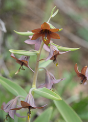 Fritillaria sewerzowii (Fritillaria sewerzowii)