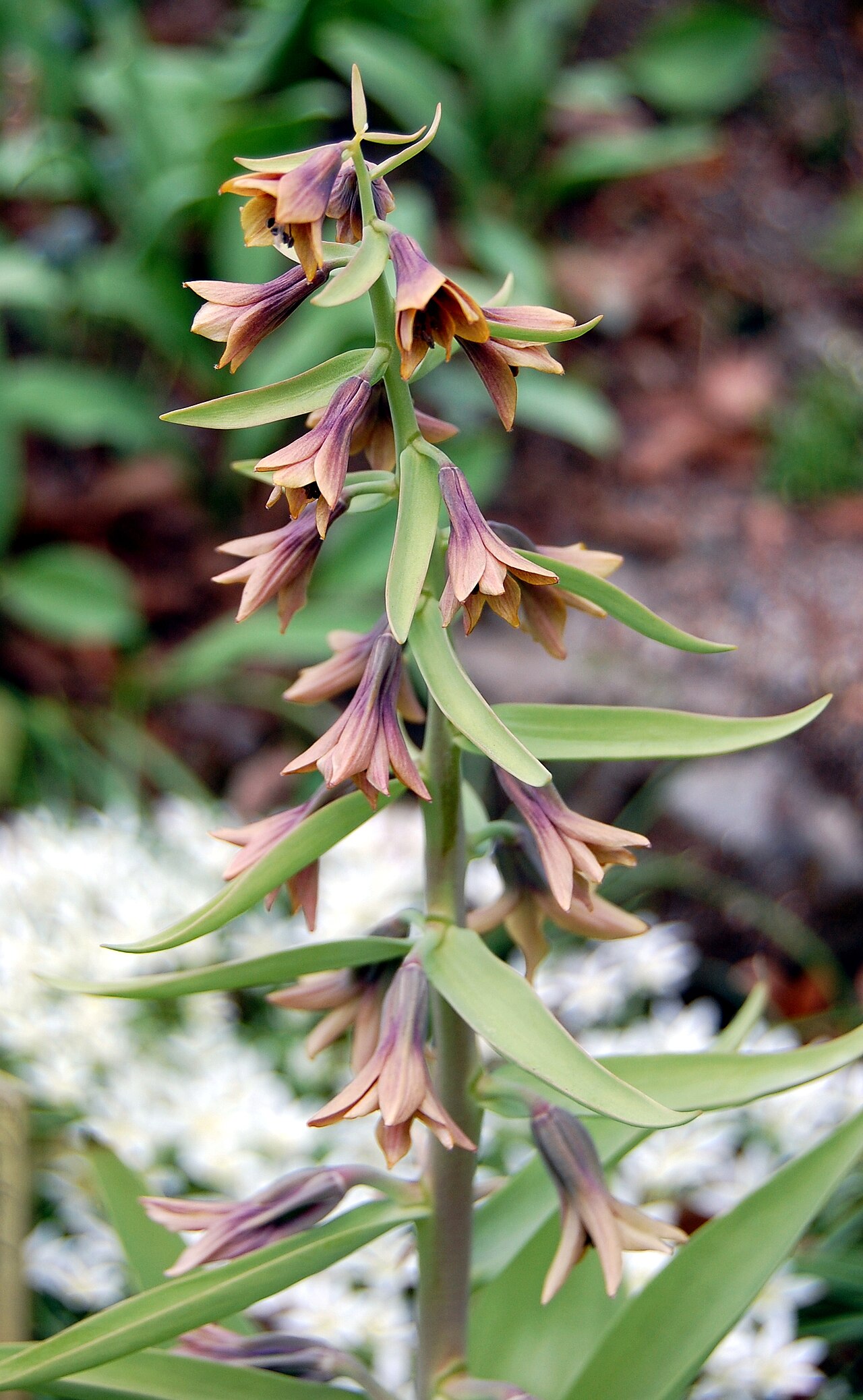 Fritillaria sewerzowii: Fritillaria sewerzowii