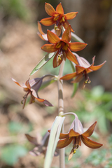 Fritillaria sewerzowii (Fritillaria sewerzowii)